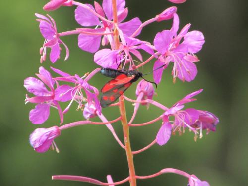 Zygaena transalpina